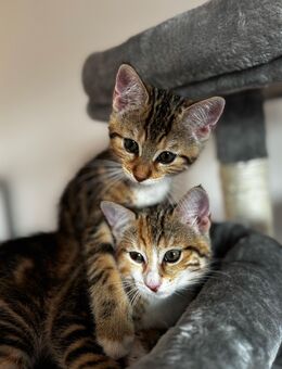 Zwei süße Katzenbabys suchen ein liebevolles Zuhause 🐾 - Bochum