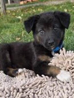 Lampert entzückender Welpe sucht Sie:-) - Hüllhorst