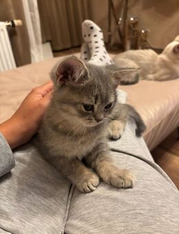 Verspielte junge BKH Katzen suchen ein Zuhause - Berlin Tempelhof-Schöneberg