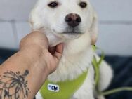 Aimy sucht ihre Familie - Mannheim