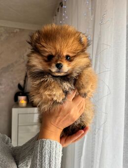 Reinrassige Pomeranian Zwergspitz Weibchen - Breidenbach
