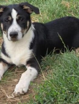 bezaubernder Elliot sucht seine Familie - Kallmünz