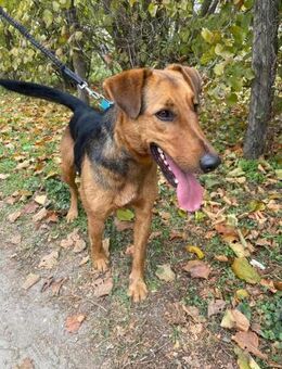 Hübscher Terrier Rüde, 3 Jahre - Kappeln (Schleswig-Holstein)