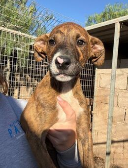 Polly - Lorsch (Karolingerstadt)