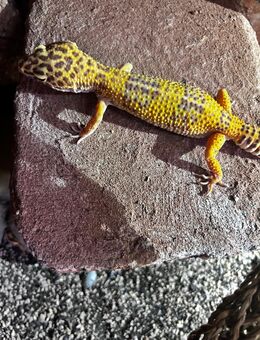Leopardgeckos zum Verkauf - Rastatt