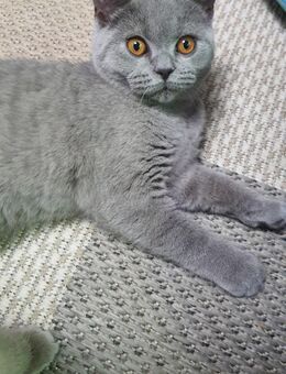 BKH Kitten junge - Krefeld