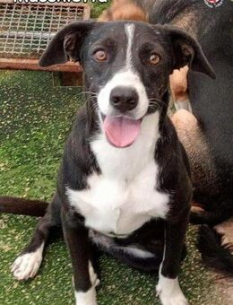 Macchietta - Donzdorf