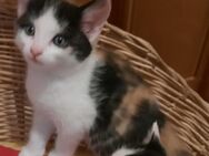 Letzte 3 Babykatzen suchen neues Zuhause. - Burglengenfeld Zentrum