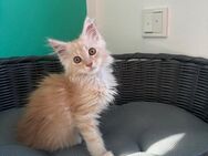 Main Coon Kitten ohne Stammbaum - Wenden