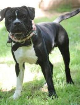 Lennox sucht ein stabiles Zuhause - Pirmasens