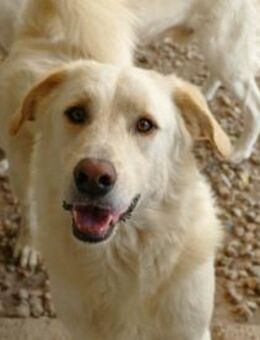 Pulce sucht ein liebevolles Zuhause - Neuss