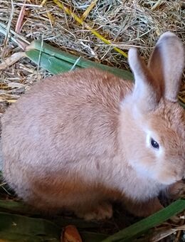 Kaninchen Weibchen Zippen Zwergkaninchen - Högsdorf