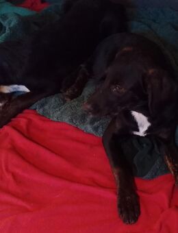 Dobermann Welpen - Kalbe (Milde) Altmersleben