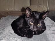 Katzenkinder, Kitten - Hamburg