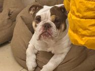 New englisch Bulldog Michlings Hündin - Zülpich