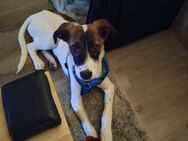 Süßer Hundejunge sucht schönes Zuhause - Wenden