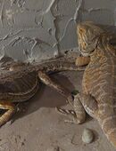 2 bartagamen mit Zubehör in 39365