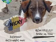 NICKY - geht mit dir durch dick und dünn - Waakirchen