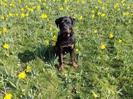 Rottweiler Deckrüde - Wegberg