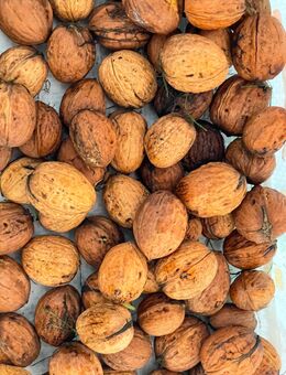 Walnüsse&Haselnüsse abzugeben - Wanna