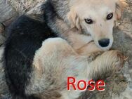 ROSE ❤ sucht Zuhause oder Pflegestelle - Langenhagen