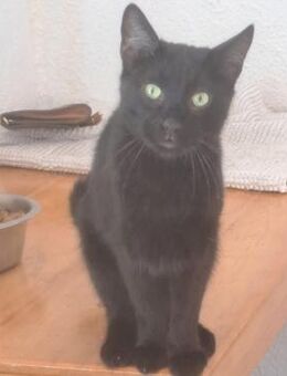 NEGRU - (verschmust, lieb) - Köln