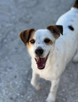 Pit Terriermix Rüde 3 Jahre alt in GR - Reutlingen