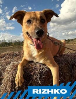 Rizhko - sozialer Kuschelhund - Berlin