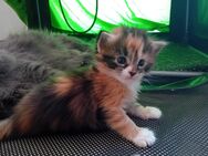 XXL Maine Coon Kitten - Bechhofen (Bayern)