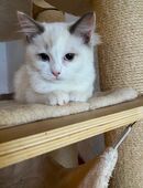 Noch 2 reinrassige Ragdoll Kitten abzugeben! in 50374