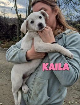 Kaila sucht ihr FürImmerZuHause ♥️ - Neuberg