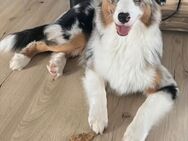 Australian Shepherd mit ASCA Papieren - Werl