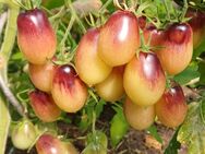 Märchenengel, Buschtomate, Tomatensamen - Oldenburg