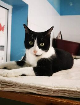 Kater Bomber - Bochum