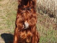 Irish Red Setter Deckrüde - Hamburg