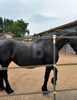 PFERDERANCH, REITANLAGE, TRAUMHAUS, TOP ZUSTAND - Meckenbach (Landkreis Birkenfeld)