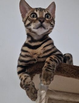 Bengalkitten Reinrassige mit Stammbaum,4 Monate alt,mit Klar gezeichnete Rosetten, seidiges, glänzendes Fell. - 850 € - Karlsruhe