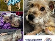 TRUDY * Zierliche lebensfrohe Wuscheline - Duisburg