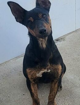 ROBIN ❤️ kleiner Herzensbrecher - Kissing