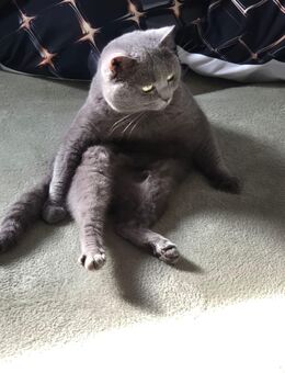 Kater bkh - Dortmund Kreuzviertel