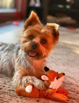 Hallo, ich bin Yorki! Ich suche für mich und meine lieben "Hunde-Eltern" eine liebe, ehrliche, noch fitte, reifere Freundin in Waren oder Nähe. - Waren (Müritz)