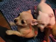 Mini chihuahua rüde sucht neues zuhause - Niederlangen