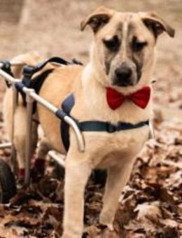 Ein besonderes Zuhause für tapferen Jung - München