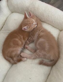 Sibirische Kitten Mix, abzugeben - Berg (Regierungsbezirk Oberfranken)