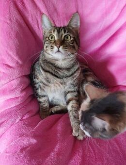 Bambi - das Flaschenbaby - Kirchheim (München)