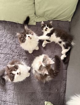 Zauberhafte Kitten abzugeben: verspielt, verschmust & wunderschön! - Darmstadt