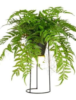Kunstpflanze Farn als Dekostandleuchte, Creativ green, Höhe 60 cm, mit LED-Beleuchtung
