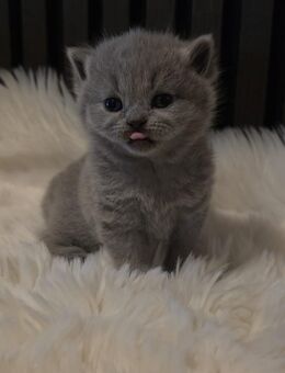 BKH Kitten ab mitte Dezember abzugeben !! - Stockach