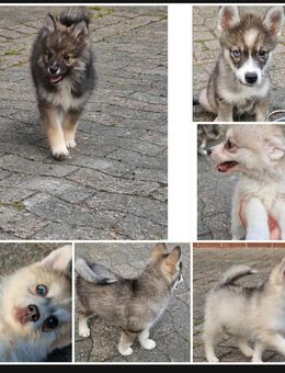 Pomsky welpen 13 wochen alt - Springe