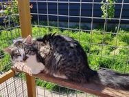 Chloe, buschige Schönheit - Geilenkirchen